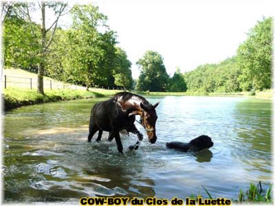 le bouvier des flandres et le cheval - Elevage du CLOS DE LA LUETTE - COPYRIGHT DEPOSE